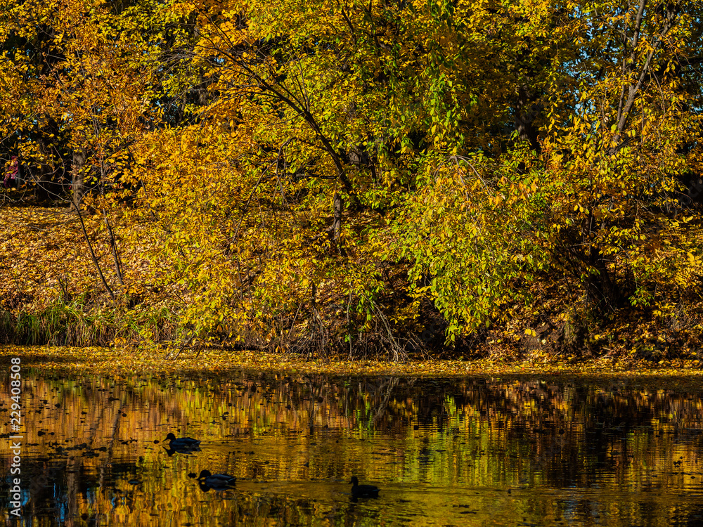 Fototapeta premium Autumn on the shore of the pond