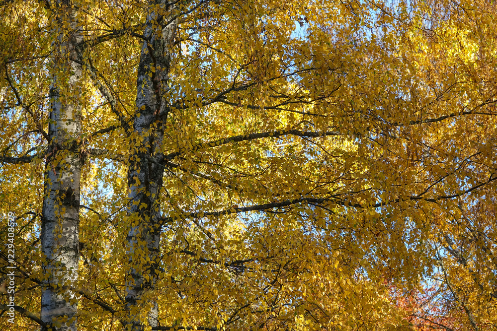 Two large birch trees with yellow leaves in autumn. Two large birch trees with yellow leaves in autumn.
