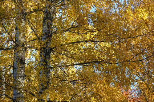 Two large birch trees with ...