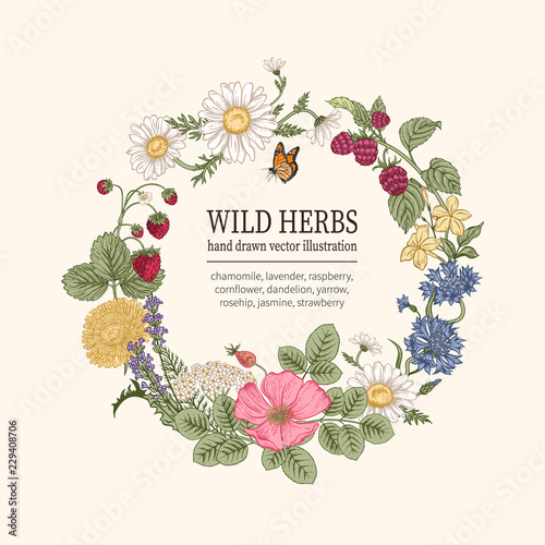Wild flowers. Herbal tea. Vector illustration.
