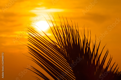 Silhouette af palm leave against golden sunset