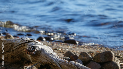 Driftwood on a rocky beach.