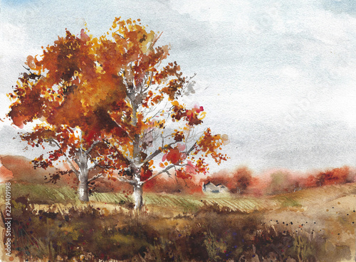Autumn landscape yellow trees birch fall colors watercolor painting illustration
