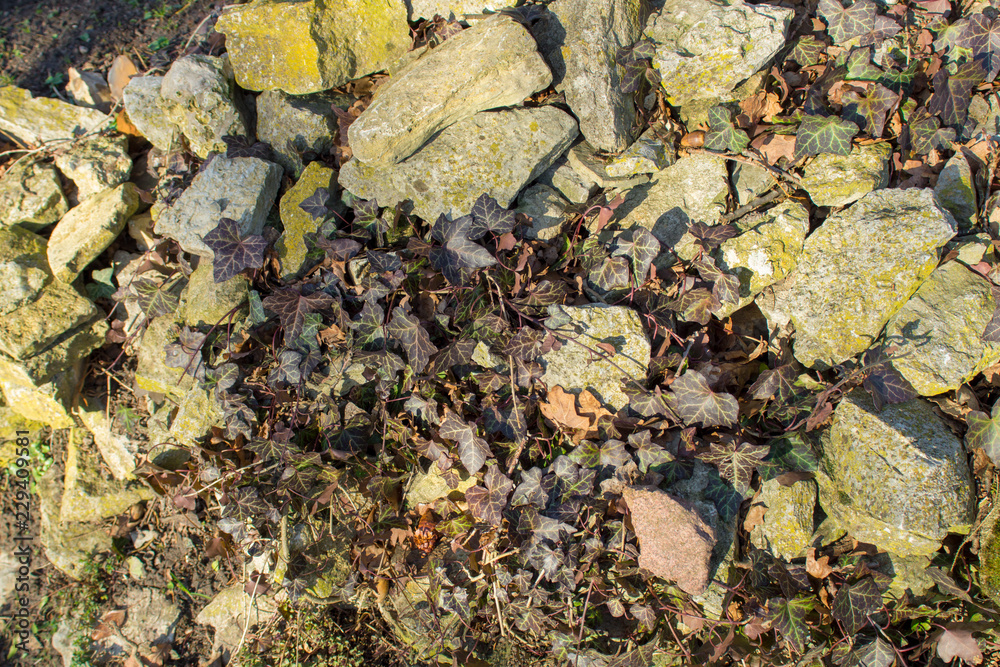 Strukturen und Muster, Steine und Gewächs Strukturen und Muster, Steine und Gewächs