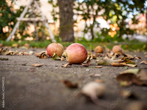 apfel