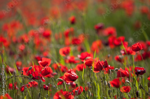 field of red poppies © Stefan
