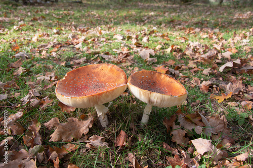 Two Amanita muscaria, commonly known as the fly agaric or fly amanita next to each other