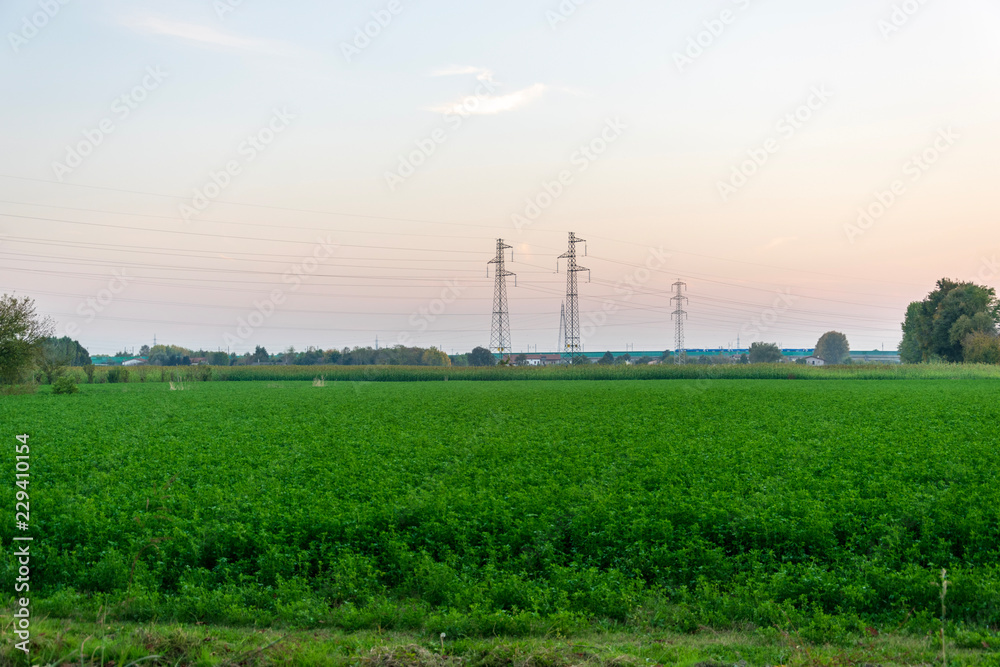 Lucerne field and power lines in the background 