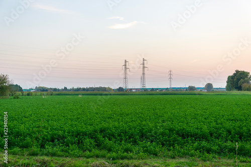 Lucerne field and power lines in the background 