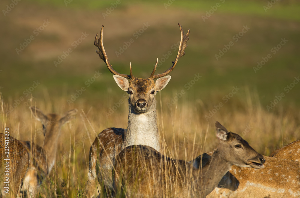 Fallow deers (Dama dama) in the meadow
