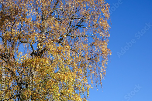 Large birch tree with yello...