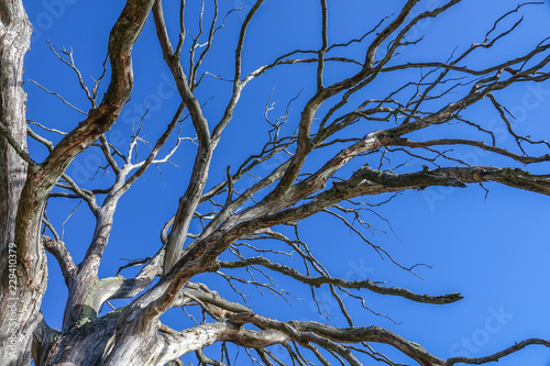 Dead old oak tree without l...
