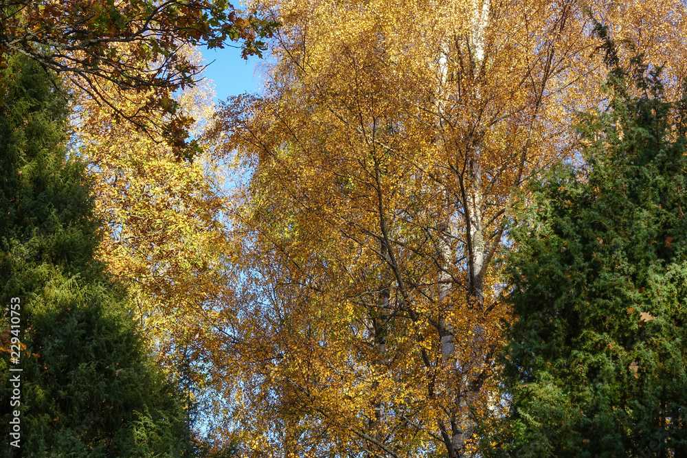 Autumn landscape. Large birch trees with yellow leaves in fall.
