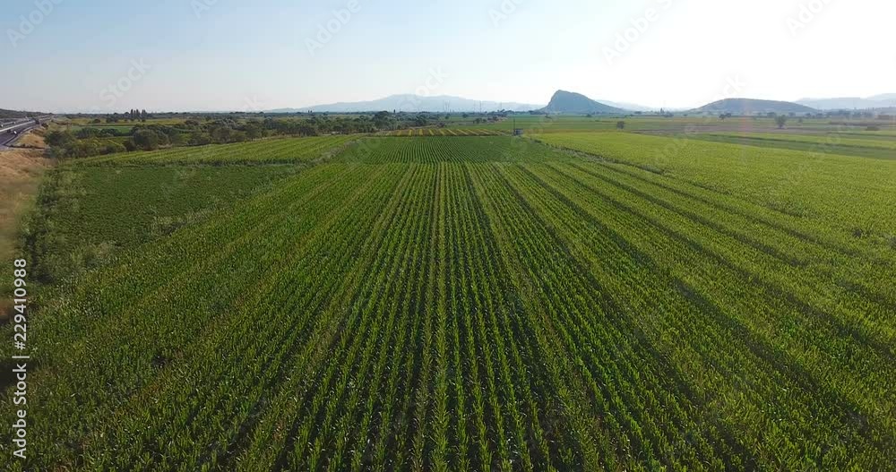 Aerial view of Sunflowers field, Aerial view flowering sunflowers on a sky background sunset, flight over sunflowers, flight over a field of sunflowers Aerial view of Sunflowers field, Aerial view flowering sunflowers on a sky background sunset, flight over sunflowers, flight over a field of sunflowers