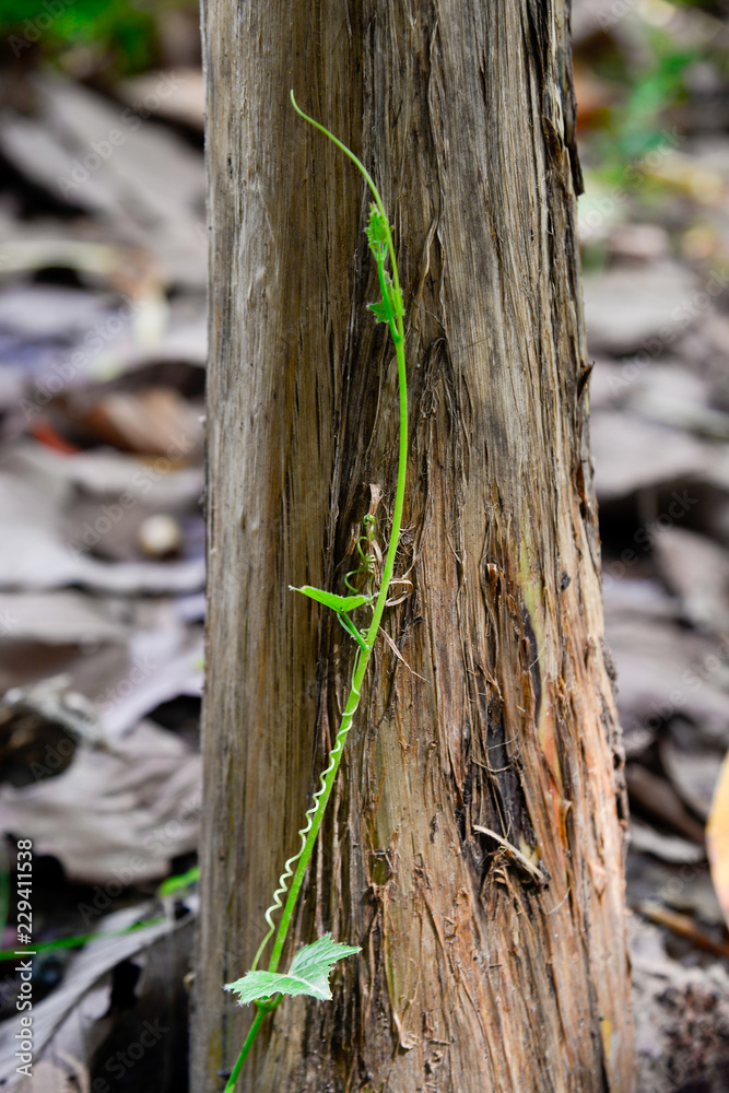 Obraz premium ants on a tree