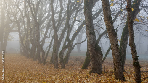 Avenue covered in yellow au...