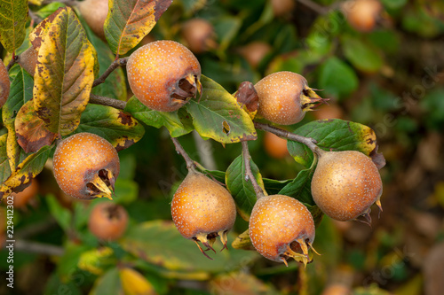 Fruit of Common medlar - Mespilus germanica photo