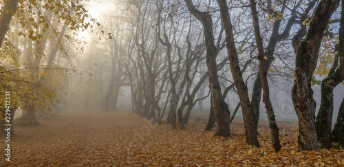 Avenue covered in yellow au...