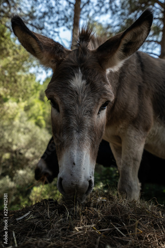 Esel auf Mallorca  © Raphael und Luisa
