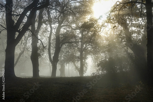 Sun shines through thick fo...