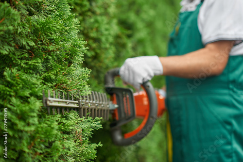 Close up of man hand with hedge trimmer cutting bushes. photo