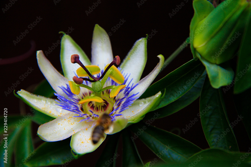 Passion flower blooming in tropical garden. Passiflora blossoming outdoors Passion flower blooming in tropical garden. Passiflora blossoming outdoors