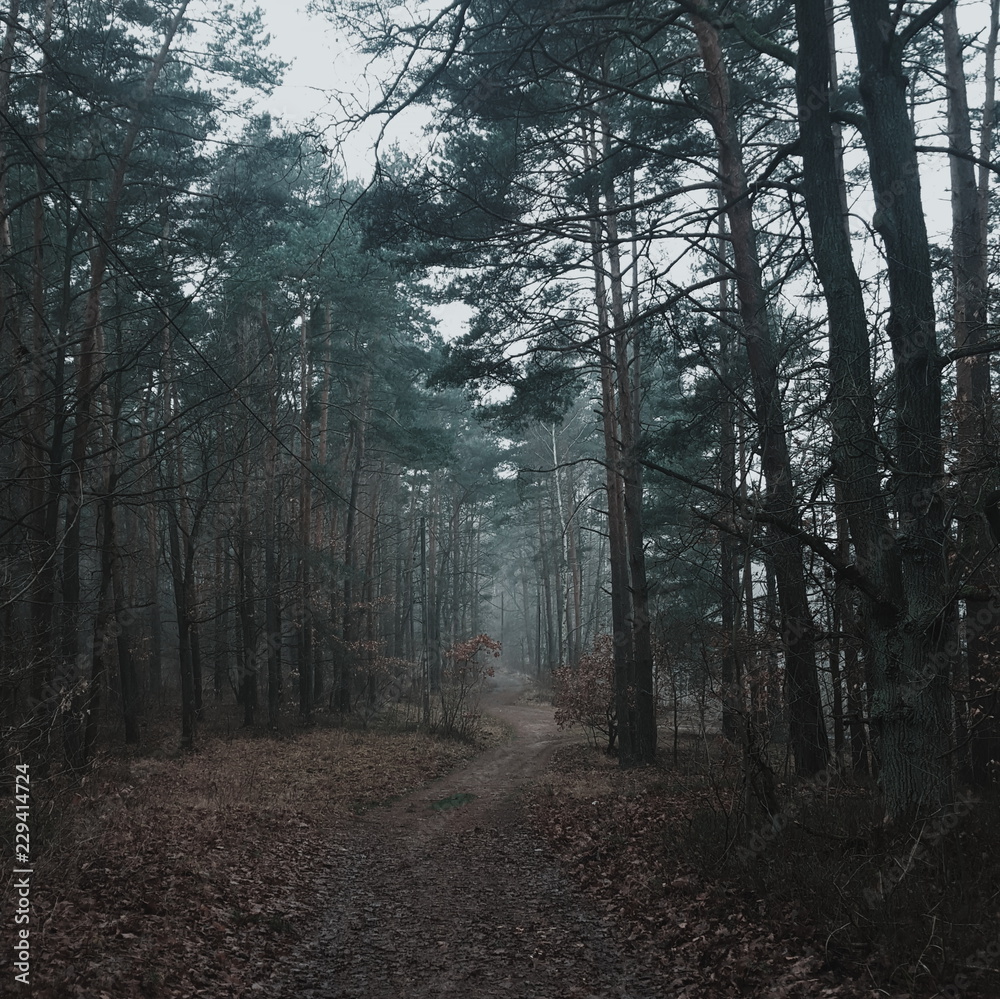 Fototapeta premium Pine forest lost in the fog, leading road