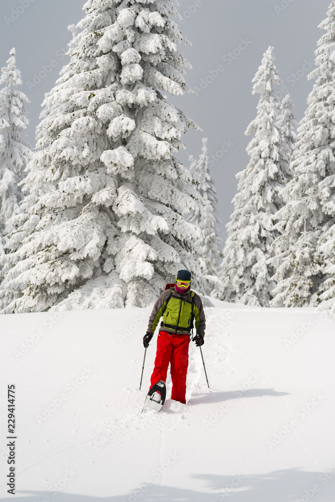 Adventurer is walking in snowshoes among huge pine trees