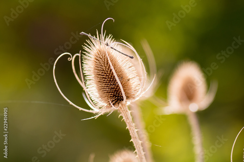 Diestel im Herbst2 photo