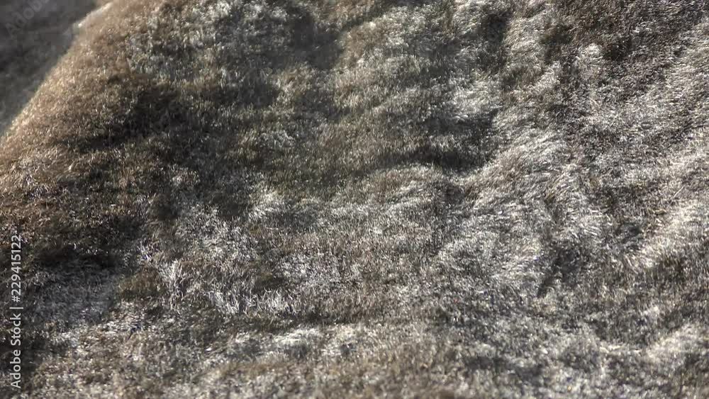 Sheepskin fur background. Skin of sheep wool Sheepskin fur background. Skin of sheep wool