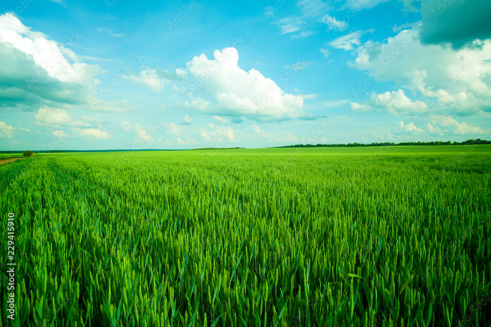 Green meadow under blue sky with clouds