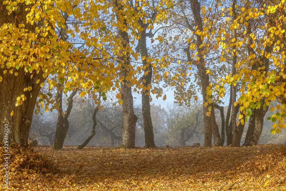 Beautiful foggy autumn landscape. Colorful trees. Sweden