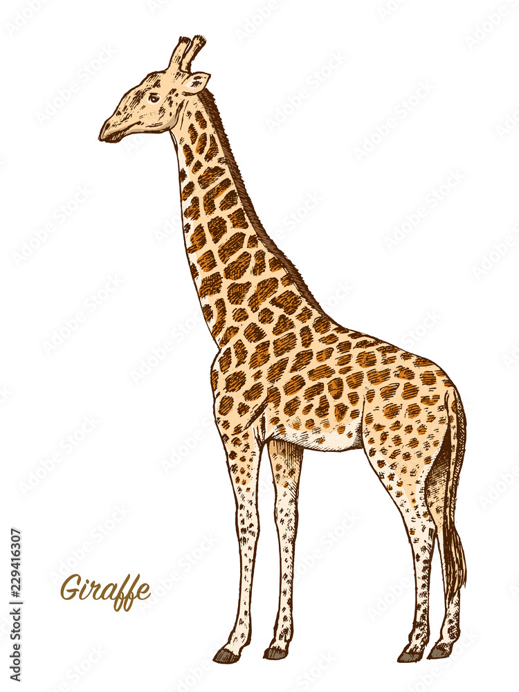African giraffe Wild animal on white background. Engraved hand drawn line art Vintage old monochrome sketch, ink. Vector illustration for label. safari symbol.