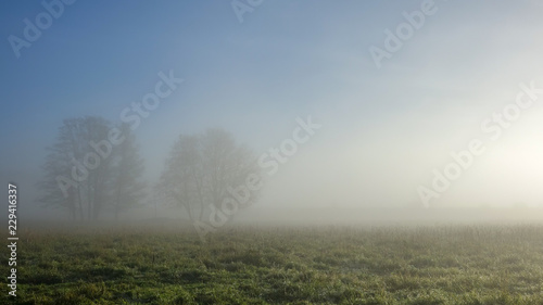 Beautiful  colorful landscape of a misty meadow during sunrise. Trees in thick fog.