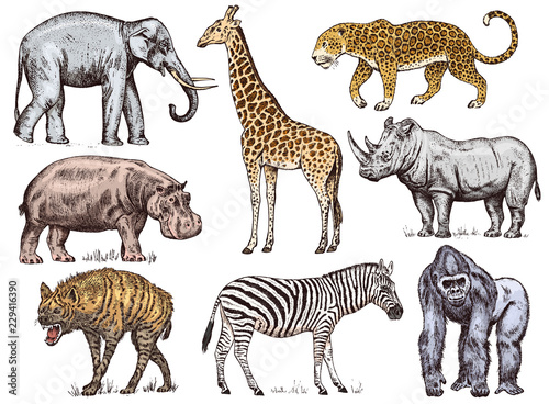 Set of African animals. Rhinoceros Elephant Giraffe Hippopotamus Leopard Hyena Western gorilla Wild zebra. Engraved hand drawn Vintage old monochrome safari sketch. Vector illustration. © artbalitskiy