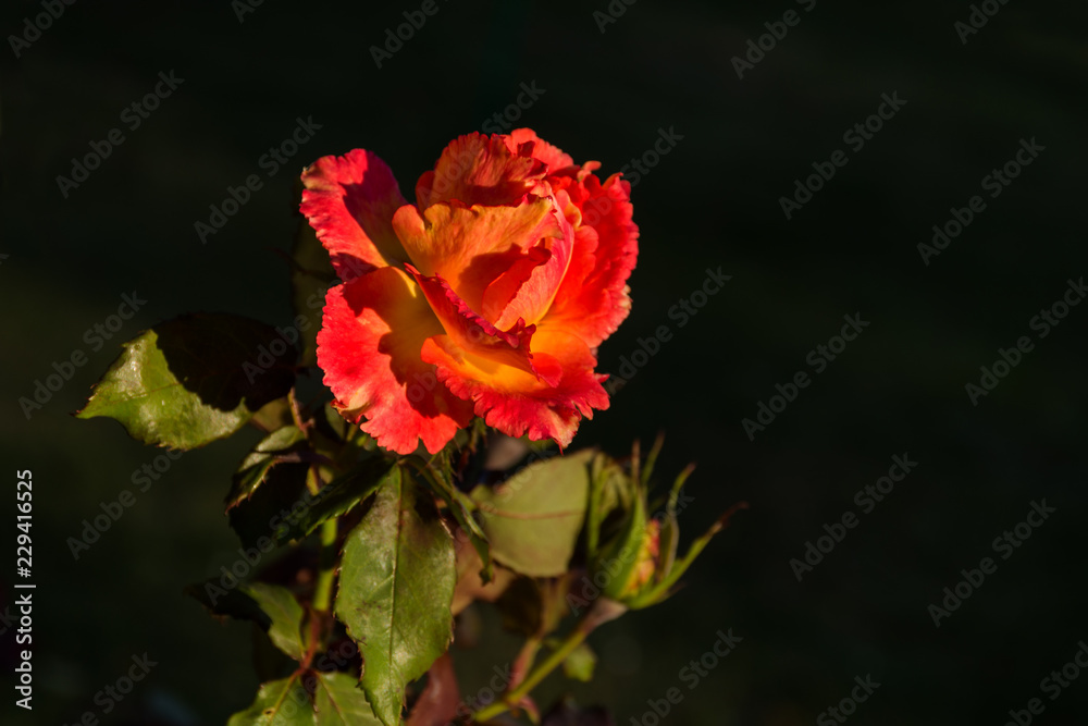 One rose close up on background One rose close up on background