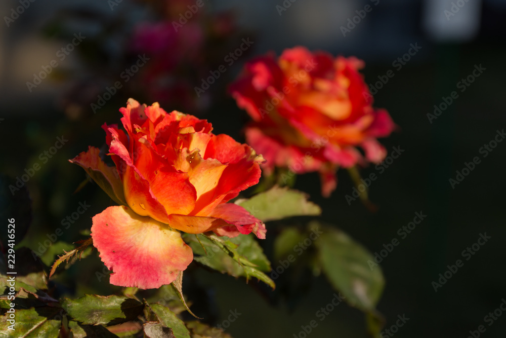Two roses close-up