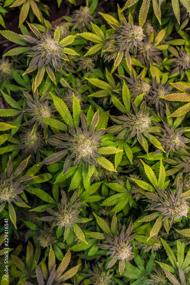 CBD Cannabis Pflanzen von Oben