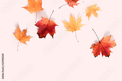 Autumn minimal composition. Frame made of colorful red leaves on pastel pink background. Autumn, fall modern concept. Flat lay, top view, copy space 