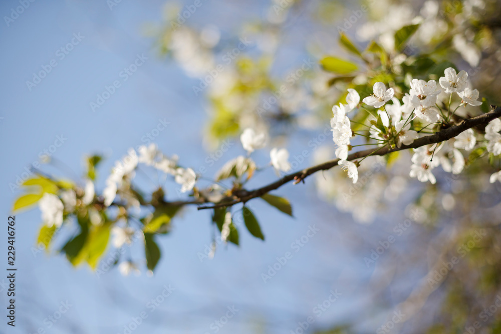 Spring flowers./ Nature blossom white cherry on blue sky background Spring flowers./ Nature blossom white cherry on blue sky background