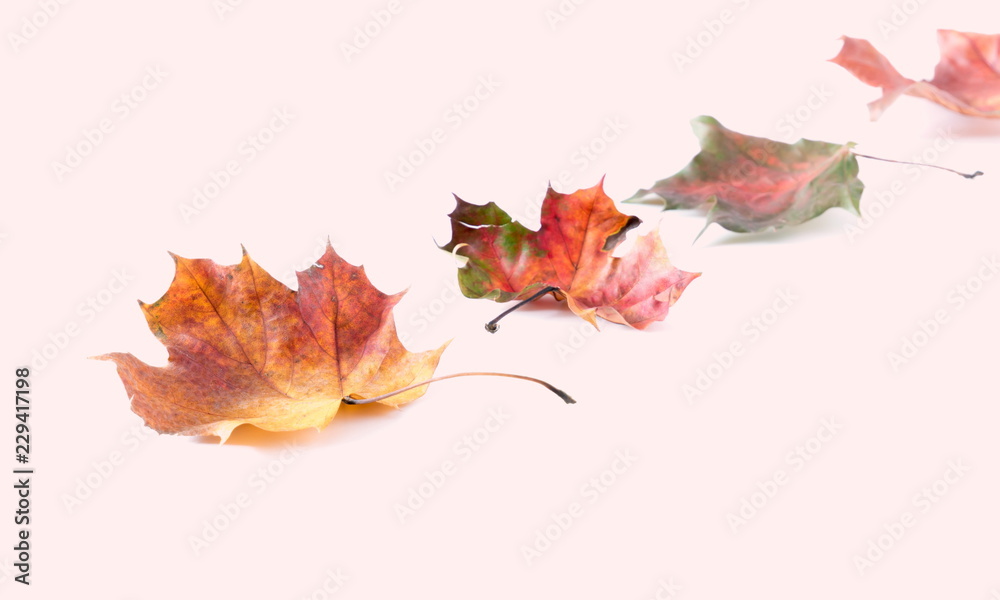 Autumn minimal composition. Frame made of colorful leaves on pastel pink background. Autumn, fall modern concept. Flat lay, top view, copy space 