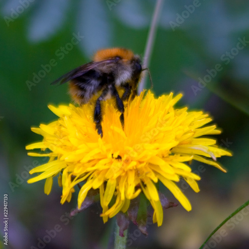 Пчела/Bee © Эдуард Лазарев
