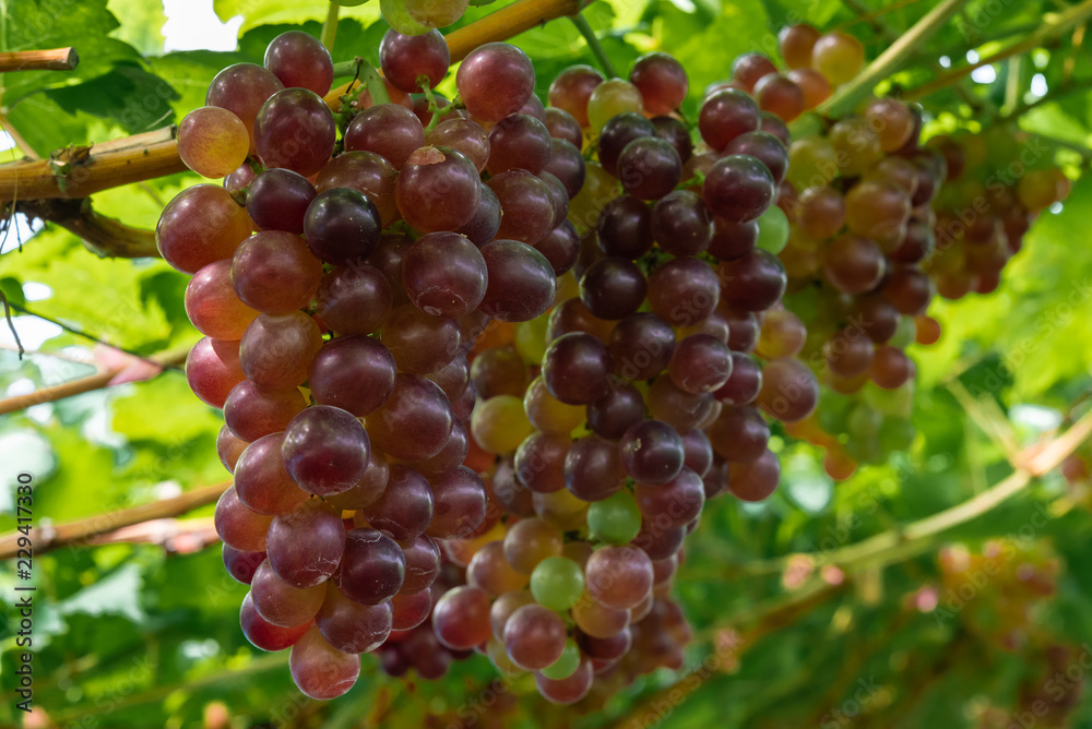 Ripe red grapes at vineyard Ripe red grapes at vineyard