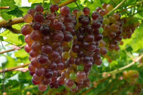 Ripe red grapes at vineyard