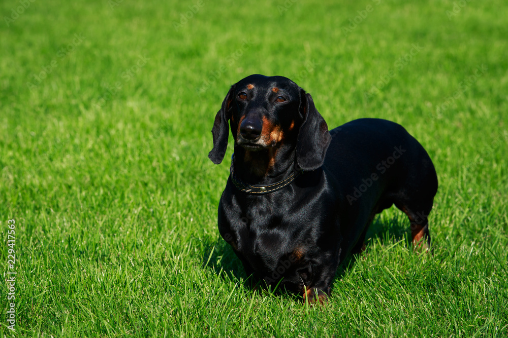 Dog breed dachshund Dog breed dachshund