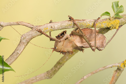 Dragon Headed Katydid/Dragon Headed Katydid climbing along leafy branch photo
