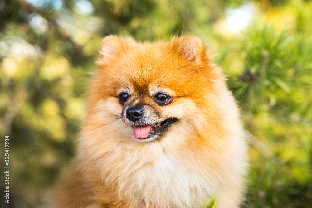 Portrait of ginger Pomeranian dog on a nature background. Portrait of ginger Pomeranian dog on a nature background.