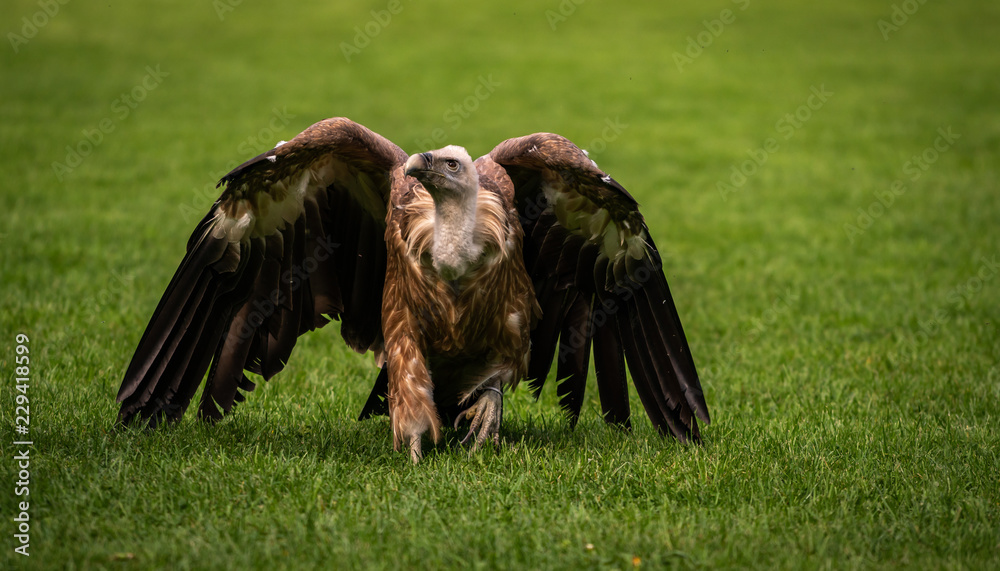 Obraz premium Griffon vulture bird close up
