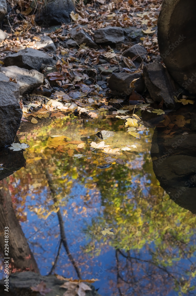 Fallen leaves in a puddle on sunny day, autumn mood. Autumn colorful forest, stones and blue sky reflected in the water under the bridge