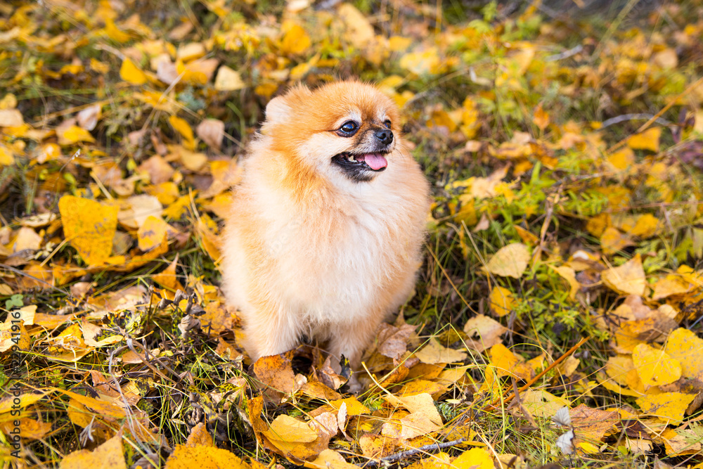 Portrait of ginger Pomeranian dog on a autumnal nature background.